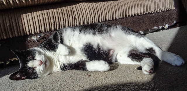 Tosca's tummy! Also missing from Saunters Close, Wincanton