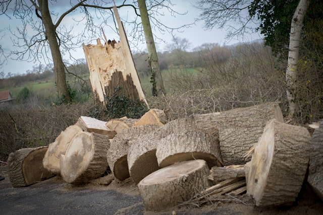 The tree felled by strong wind at Wincanton Community Hospital, chopped into manageable chunks