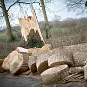Wincanton's trees took a battering in the recent high winds