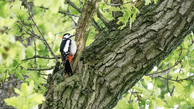 The Cale Park lesser spotted woodpecker