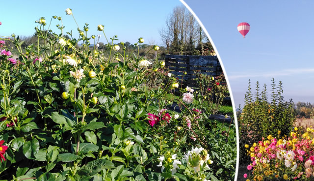 Flowers from the Farm in Templecombe