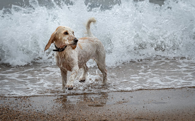 Wet Cocker Spaniel