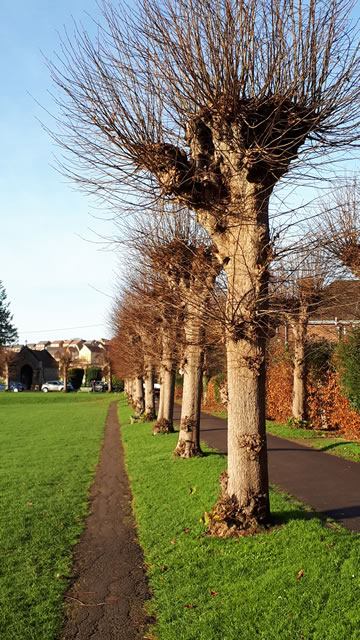 Cemetery Lane