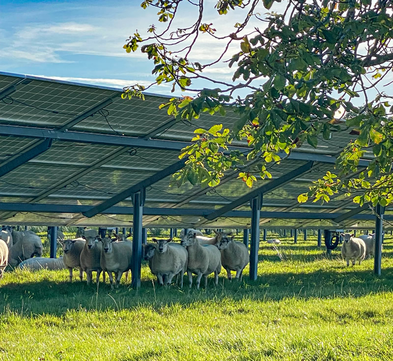 Sheep under solar panels at Brains Farm, Wincanton