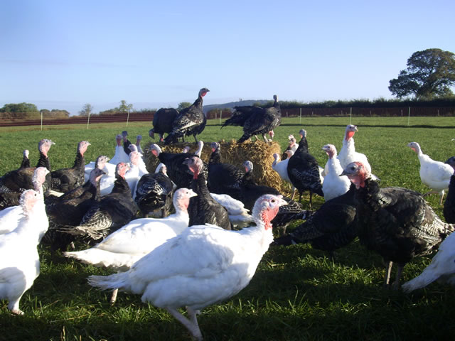 Free range poultry at the Kimber Farm